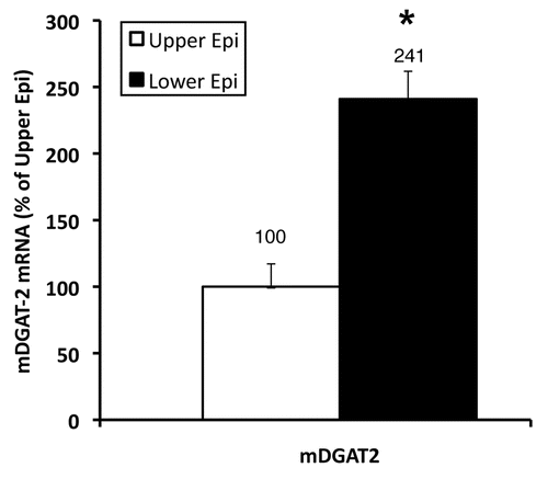 Figure 4 Localization of DGAT-2 in mouse epidermis. The upper and lower epidermis was prepared and the relative mRNA expression levels of DGAT-2 (36B4 as internal control) were determined. Results are expressed as a percentage of the upper epidermis (100%) and presented as mean ± SEM (n = 7). The experiment was repeated once using a different batch of mice with similar results. *p < 0.05.