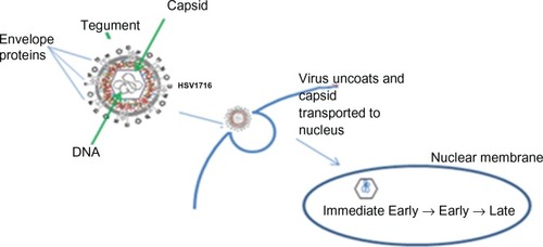 Figure 4 Herpes simplex virus (HSV) replication cycle HSV-1 is a double stranded DNA virus which encodes for around 100 transcripts and contains three main structural components. The central capsid (or nucleocapsid) contains the viral DNA. This is surrounded by an envelope. The tegument is located between the envelope and the capsid. HSV enters the host cell at either the cell surface or via pH dependent endocytosis through a process involving envelope glycoproteins. The tegument proteins are released into the cell and the capsid is transported to the nucleus where viral DNA is released into the nucleus. There are three classes of viral genes that are transcribed and translated in a specific order: Immediate Early (IE) genes, which encode for proteins that promote expression of viral genes and also have a role in innate immune invasion, Early (E) are responsible for the replication of viral DNA and lastly Late (L) genes which include capsid, tegument and envelope proteins.