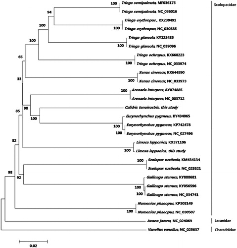 Figure 1. Neighbor-joining tree based on 13 protein-coding genes of 27Charadriiformes including Calidris tenuirostris (accession no.MK341518) and Limosa lapponica were sequenced(accession no.MK341519). Numbers on branches represent bootstrap supports (1000 replicates).