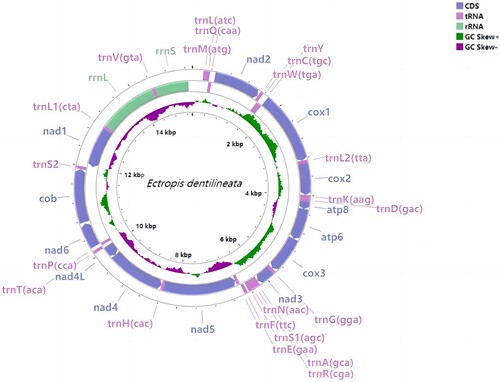 Figure 2. Mitogenome annotation of Ectropis dentilineata. CDS, tRNAs, and rRNAs are shown with standard abbreviations. Transcription directions are indicated by arrows, inner circles indicating GC Skew, and legends are shown in the upper right corner of the picture.