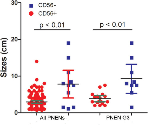 Figure 2 The sizes of CD56+ and CD56- tumors in all pancreatic neuroendocrine neoplasms (PNENs) and PNEN grade 3 (PNEN G3).
