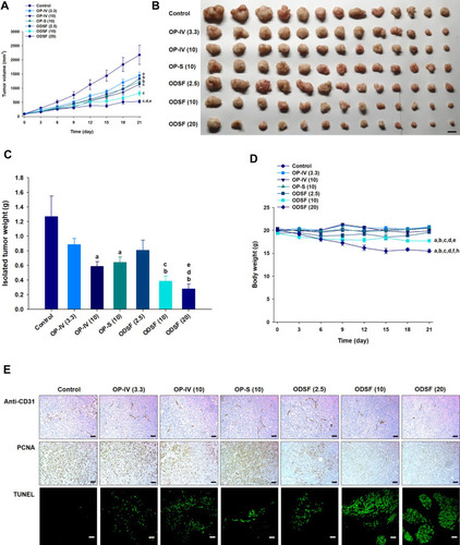 Figure 9 Antitumor effects of ODSF at various doses in HCT116 tumor-bearing mice after biweekly intravenous administration of 3.3 mg/kg OP [OP-IV (3.3)] and 10 mg/kg OP [OP-IV (10)]; once-daily oral administration of 10 mg/kg OP in aqueous solution (OP-S); once-daily oral administration of ODSF as 2.5 mg/kg OP [ODSF (2.5)]; once-daily oral administration of ODSF as 10 mg/kg OP [ODSF (10)]; and once-daily oral administration of ODSF as 20 mg/kg OP [ODSF (20)], for 21 days. (A) Tumor volumes in different groups [aP<0.05, bP<0.01, cP<0.001 compared to the control. dP<0.01 compared to OP-IV (3.3). eP<0.05 compared to ODSF (2.5)]. (B) Photographs of tumors isolated from each group on day 21. Scale bar: 10 mm. (C) Isolated tumor weights in HCT116 tumor-bearing mice on day 21 [aP<0.01, bP<0.001 compared to the control. cP<0.05, dP<0.01 compared to OP-IV (3.3). eP<0.05 compared to ODSF (2.5)]. (D) Changes in mouse body weight during treatment [aP<0.001 compared to the control. bP<0.001 compared to OP-IV (3.3). cP<0.001 compared to OP-IV (10). dP<0.001 compared to OP-S (10). eP<0.01, fP<0.001 compared to ODSF (2.5). hP<0.001 compared to ODSF (10)]. (E) Representative cross-sectional images of isolated tumor tissues obtained 21 days after various treatments, stained as follows: With anti-CD31 antibody, indicating microvessels (brown); with anti-proliferating cell nuclear antigen (PCNA) antibody, indicating proliferating cells (brown); and via fluorescent terminal deoxynucleotidyl transferase-mediated dUPT nick end labeling (TUNEL), indicating apoptosis (green fluorescence). Scale bars: 50 μm for anti-CD31 antibody and anti-PCNA antibody staining, and 20 μm for TUNEL staining.