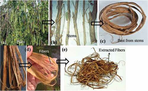 Figure 1. Extraction of Bauhinia vahlii bast fibers.