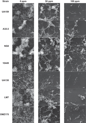 Figure 3. Scanning electron microscope images of biofilms from seven S. mutans strains grown at 0, 50, and 100 ppm of fluoride at 3,000× magnification (size marker equals 5 µm).