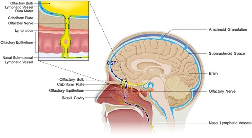 Figure 1. Sagittal view of CSF outflow through the cribriform plate. The arrow depicts CSF outflow path into nasal lymphatics. When CSF is drained towards the nasal, the lymphatics responsible for draining CSF surround the olfactory nerves and traverse the cribriform plate along with them. Through the connections established with nasal lymphatics and lymphatics adjacent to the cribriform plate, they can reach the nasal submucosa lining the nasal cavity. Ultimately, they are directed to cervical lymphatics via the lymphatic network.