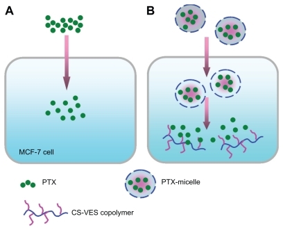 Figure 11 Schematic to explain the different cytotoxic effects of PTX solution and nanomicelles on an MCF-7 cell. (A) The rapid inhibition effect of PTX solution by diffusion. (B) The delayed cytotoxicity of PTX-nanomicelles by endocytosis and sustained-release profile.Abbreviations: CS-VES, chitosan/vitamin E succinate; PTX, paclitaxel.