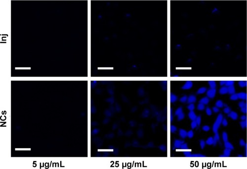 Figure 5 Confocal images of 4T1 cells incubated with different concentrations of 10-HCPT Inj and 10-HCPT NCs for 4 hours.Note: Scale bar (30 μm).Abbreviations: 10-HCPT, 10-hydroxycamptothecin; Inj, injections; NCs, nanocrystals.