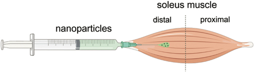 Figure 6. The ex vivo skeletal muscle model for studying nanoparticle fate post-intramuscular injection. Fluorescently-labelled nanoparticles were injected into a whole, intact mouse soleus muscle, close to the tendon. The distribution of the nanoparticles was studied via cryosections of the proximal region over increasing timeframes. Reproduced from [138] under Commons Licence CC BY-NC 4.0.