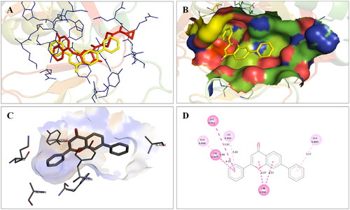 Figure 3. Interaction analysis of 1 with PARP1. (A) Overlay of 1 (yellow) with co-crystallized ligand (red). (B) Orientation of 1 in the active site. (C) 3D docked pose of 1. (D) 2D docked pose of 1 showing hydrophobic interactions with PARP1.