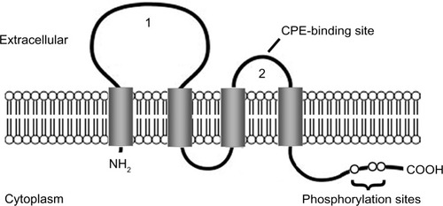 Figure 1 Claudin protein structure.Notes: The claudin protein consists of four transmembrane domains and two extracellular loops (1 and 2). The N- and C-termini are located in the cytoplasm. The second extracellular loop has a binding site for Clostridium perfringens enterotoxin (CPE) in claudin-3 and -4. The C-terminal region contains phosphorylation sites that may be involved in protein–protein interactions and signal transduction.