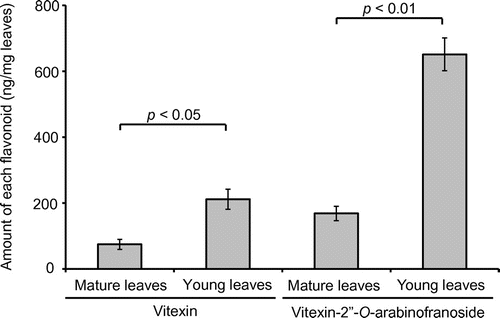 Figure 5. Amounts of vitexin (2) and vitexin-2″-O-arabinofranoside (1) in mature and young leaves (mean ± SEM, n = 5). Differences were analyzed using Student’s t-test.