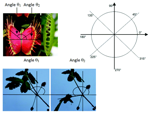 Figure 2. The graphs show the angular displacement in both plants. A) M. pudica: in control group de average angular change was 28° (standard deviation = 7°). In ether group the average angular change was 6° (standard deviation = 7°). B) D. muscipula: the average angular change in control group was 47° (standard deviation = 6°) and 5° in ether group (standard deviation = 6°).