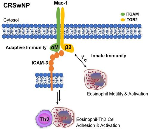 Figure 3 Schematic of the potential mechanisms through which Mac-1 and ICAM-3 mediate inflammatory processes in CRSwNP.