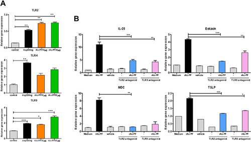 Figure 1 Correlation between rAc-PF and TLRs in MLE12 cells. TLR expression levels were determined following rAc-PF treatment in MLE 12 cells (A). Comparison of the expression of inflammatory response-related genes in the rAc-PF only and TLRs antagonist pre-treated groups (B). (n = 5/group, three independent experiments, *; p < 0.05, **; p < 0. 01, ***; p < 0.001).