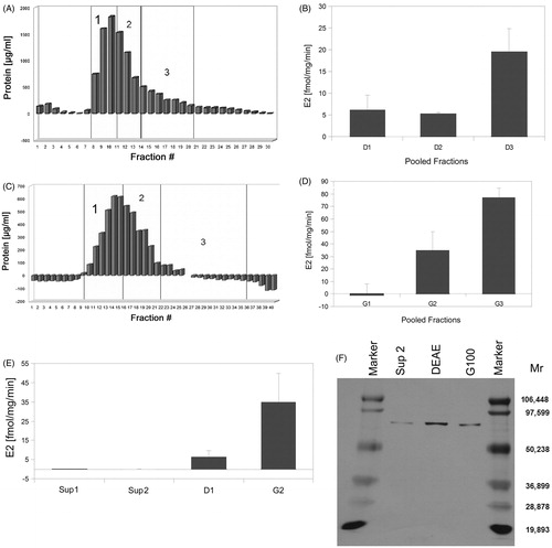 Figure 5. Purification of 17βHSD1 from human breast tissue. (A) Protein content of DEAE anion exchange chromatography fractions. Numbers 1–3 designate pooled fractions which were assayed for 17βHSD1 activity by RAA. (B) Error bars = SD. (C) Protein content of Sephadex-G-100 gel filtration chromatography fractions. DEAE pool 1 was concentrated by (NH4)2SO4-precipitation prior to gel filtration. Numbers 1–3 designate pooled fractions, which were assayed for 17βHSD1 activity by RAA. (D) Error bars = SD. (E) Overview of enzyme activity enrichment during the purification procedure as measured by RAA. Abbreviations: Sup = supernatant, D1 = DEAE, G2 = Sephadex-G100. Error bars = SD, N = 2. (F) Silver stained SDS polyacrylamide gel of aliquots taken during the purification procedure. A single band of the expected molecular mass is obtained after the DEAE chromatography and the following purification steps, demonstrating purity of the preparation.