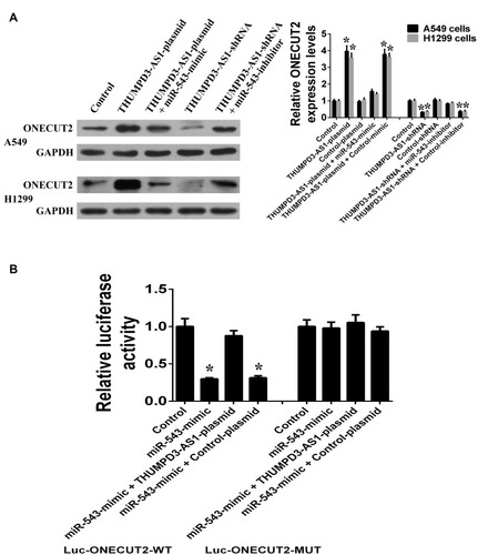 Figure 4 THUMPD3-AS1 act as endogenous sponge of miR-543 to regulate ONECUT2 indirectly. (A) THUMPD3-AS1 regulates the protein and mRNA expression of ONECUT2 through miR-543 in A549 and H1299 cells. (B) Luciferase reporter assay was used to confirm the regulating effects of THUMPD3-AS1 on the 3ʹUTR of ONECUT2 through miR-543. (*P < 0.05, error bar refers to SD).