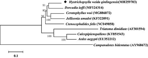 Figure 1. Molecular phylogeny of Hystrichopsylla weida qinlingensis and other blood sucking insect species based on the complete mitochondrial genome. The complete mitochondrial genome was downloaded from GenBank and the phylogenic tree was constructed by maximum-likelihood method with 1000 bootstrap replicates.