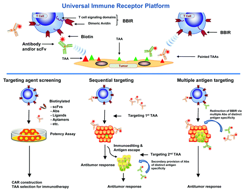 Figure 1. Schematic of the universal immune receptor platform. (Upper) Schematic of biotin binding immunoreceptor (BBIR) comprised of a dimeric form of chicken avidin protein fused to the T cell signaling domains interacting with a biotinylated tumor associated antigen (TAA) specific molecule. Biotinylated antigen-specific molecules are either pre-targeted to antigen or co-administered with BBIR T cell to enable redirection of BBIRs against a chosen antigen(s). (Lower) Schematic representation of in vitro and in vivo application of BBIR platform. (Left) BBIR platform allows for rapid in vitro screening of candidate targeting agents (scFvs, ligands, aptamers, etc.) for future application, e.g., CAR construction. (Middle) BBIR engineered T cell strategy for sequentially targeting antigens. If antigen escape and tumor recurrence occurs after primary antigen targeting, BBIR T cells can be consecutively redirected against a different TAA by secondary administration of an antibody of distinct specificity. (Right) BBIR platform allows for simultaneous targeting multiple TAAs to efficiently attack tumors with highly heterogeneous TAA expression.