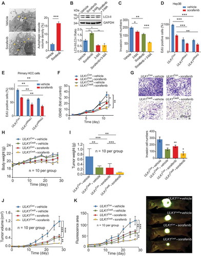 Figure 2. ULK1 depletion increases the therapeutic effects of sorafenib in vitro and in vivo. (A) Sorafenib induced autophagy in HepG2 cells. HepG2 cells were treated with sorafenib (5 μM) for 12 h. The data are representative TEM images of three independent assays. The arrows indicate Avd. The ratio of autophagic vacuole area to the cytoplasmic area was determined by morphometric analysis. (B) The effects of 3-MA (2 mM), sorafenib (5 μM), 3-MA (2 mM) + sorafenib (5 μM) on the LC3-II levels in HepG2 cells. (C) Autophagy inhibition increased the anti-invasion effects of sorafenib in HepG2 cells. HepG2 cells were evaluated via transwell assays with the indicated treatments (sorafenib: 5 μM; 3-MA: 2 mM) for 24 h. (D, E) ULK1 silencing increased the antiproliferation effects of sorafenib. Hep3B and primary HCC cells were transfected with the indicated siRNAs. After 24 h of transfection, the cells were treated with sorafenib for 24 h, and proliferation activity was evaluated via EdU assays. (F, G) ULK1 depletion increased the therapeutic effects of sorafenib in vitro. ULK1 [Con] and ULK1 [Cas9] HepG2 cells were treated with sorafenib (5 μM) for 24 h, and proliferation and invasion activities were evaluated via CCK-8 (F) and transwell (G) assays. (H-K) ULK1 depletion increased the therapeutic effects of sorafenib in vivo. The data represent the body weight growth (H), quantified tumor weight (I), tumor growth curves (J), and fluorescence area and photographs of representative tumors (K). For panel A-G, the data are presented as representative and/or means ± s.e.m. of three independent assays. For panel H-K, the data are the mean ± s.e.m. (n = 10 per group). For panel A, an unpaired two-sided Student’s t-test was used to compare two groups. For panels B, C, D, E, F, G, H, I, J, and K, one-way ANOVA was used to compare multiple groups. *p < 0.05, **p < 0.01, ***p < 0.001.