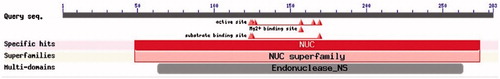 Figure 1. Prediction of functional domains of Y. NSN by CDD.