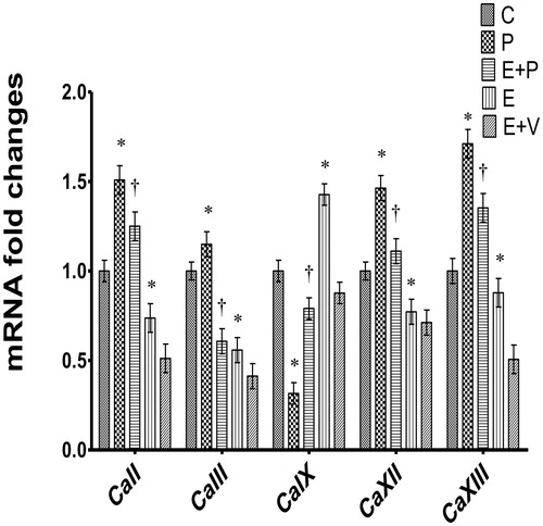 Figure 1. Expression of uterine Ca isoenzymes mRNAs in uterus. y-axis represents mRNA fold changes which were measured relative to control and calculated with the 2−ΔΔCT method. x-axis represents different Ca isoenzymes mRNAs. Highest CaII, III, XII, and XIII levels were observed in progesterone-treated rats while highest CaIX levels were observed in estrogen-treated rats. All data were expressed as mean ± SEM from six independent observations. *p < 0.05 as compared to C, †p < 0.05 as compared to E + V. C: control, P: progesterone, E: estrogen, V: vehicle (control).