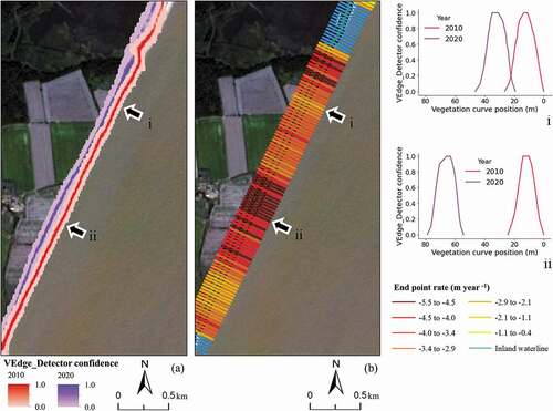 Figure 10. (a) VEdge_Detector outputs for a 2010 (red) and 2020 (purple) image of the Covehithe cliffs, Suffolk. Darker colours represent pixels predicted as the vegetation line with a higher confidence. Inset graphs, comparison of vegetation curves at transects situated at location i (smallest recorded change in shoreline position) and ii (largest recorded retreat in shoreline). Note: The image shows VEdge_Detector outputs with confidence values from 0.01 to 1.00, whereas the graphs show values 0.05–1.00 because the line graphs substantially ‘fan’ between 0.01 and 0.05. (b) Rates of landward retreat (End Point Rate) at Covehithe between 2010 and 2020.