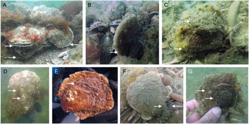 Figure 3. Native oysters (O. edulis) were found attached to multiple bivalve species that provided settling substrate for the native oyster. (A) Detail of a large O. edulis with several smaller native oysters of different sizes attached on top, showing that the reef includes native oysters of different size classes. All oysters have the flat right valve facing upwards (photo by Wouter Lengkeek). (B) O. edulis in between and attached to blue mussels. The oyster is positioned both standing straight up as well as C) positioned flat on the ground. Smaller native oysters (recruits) were found attached to larger native European flat oysters (C, E, G), to (D) Pacific oysters (C. gigas) and to (F) American razor clams (Ensis leei).