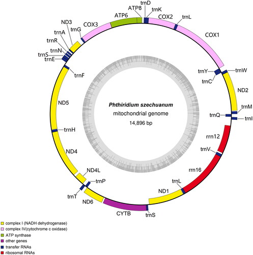 Figure 2. The genome cycle graph of P. szechuanum.