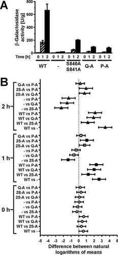 FIG 4 Mutation of all phosphorylation sites in the activation loop decreases, but does not abolish, induction of UPRE-lacZ reporters. (A) β-Galactosidase activity standardized to total cellular protein before and 1 h and 2 h after induction of ER stress with 2 mM DTT in mid-exponential ire1Δ cells expressing the indicated IRE1 alleles from YCplac33 or carrying the empty vector (−). Bars represent standard errors (n = 3 for all strains). (B) 95% (open symbols), 99% (half-filled symbols), or 99.9% (filled symbols) confidence intervals (CI) were calculated for the ln-transformed data with an ordinary two-way ANOVA with Tukey's correction for multiple comparisons.