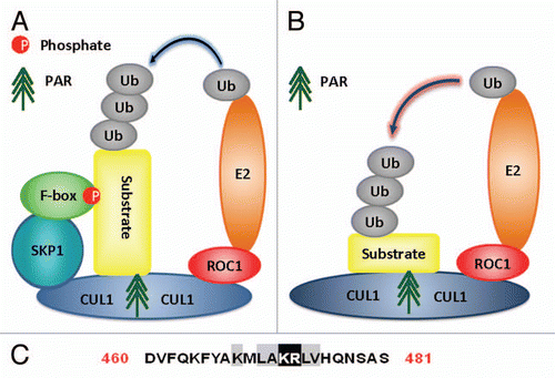 Figure 5 Possible mechanisms of Cullin1 involvement in PARsylation-directed ubiquitination of substrates. (A) The PAR-binding motif of Cullin1 might cooperate with F-box protein at the N-terminus of Cullin1 to recognize phosphorylated plus PARsylated substrates and promote ubiquitination of these substrates. In this model, the PARsylation-directed ubiquitination cooperate with phosphorylation-directed ubiquitination in SCF complex mediated ubiquitination and degradation of phosphorylated plus PARsylated substrates. (B) The Cullin1 might recruit ROC1 to introduce E2 at its C-terminus, while Cullin1 bind with PARsylated substrates via its PAR-binding motif and function as PARsylation-directed E3 ubiquitin ligase. The predicted PAR-binding motif of Cullin1 (from 460–481 aa) is shown at the bottom, based on consensus sequence for PAR-binding motif. Key amino acids are highlighted. The dipeptide KR is shown in white highlighted with a black background, while proximal residues that fit the consensus are indicated in black but highlighted with a gray background. Amino acids not important are normally shown in black on a white background.