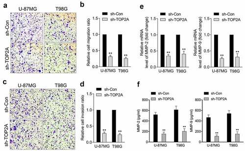 Figure 2. Silencing of TOP2A inhibits glioma cell migration and invasion in vitro. (a-b) Representative and quantification results of transwell migration assay in U-87 MG and T98G cells transfected with sh-TOP2A. (c-d) Representative and quantification results of transwell invaison assay in U-87 MG and T98G cells transfected with sh-TOP2A. (e) The mRNA levels of MMP-2/9 were detected using qRT-PCR. (f) Determination of MMP-2 and MMP-9 enzymatic activity by ELISA assay. Data were determined from triplicate experiments (Mean ± SD). **P < 0.01 compared with sh-Con.