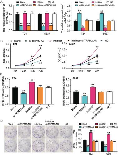 Figure 5 MiR-22-3p inhibitor promoted cell viability and cell proliferation in BLCA cells which was regulated by TRPM2-AS. (A) The transfection efficiency of miR-22-3p inhibitor and TRPM2-AS siRNA. (B) CCK-8 assay was used to observe the cell viability in T24 and 5637 cells after transfecting miR-22-3p inhibitor, si-TRPM2-AS, negative control, blank control and co-transfected miR-22-3p inhibitor and si-TRPM2-AS. (C) BrdU assay was used to observe the cell proliferation in T24 and 5637 cells after transfecting miR-22-3p inhibitor, si-TRPM2-AS, negative control, blank control and co-transfected miR-22-3p inhibitor and si-TRPM2-AS. (D) Colony formation assay was used to observe the number of colonies in T24 and 5637 cells after transfecting miR-22-3p inhibitor, si-TRPM2-AS, negative control, blank control and co-transfected miR-22-3p inhibitor and si-TRPM2-AS. **P < 0.001 compared with blank group, ANOVA.