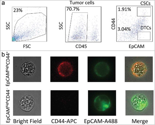 Figure 1. Experimental design. (a) Gating strategy of cancer stem cell (CSC) and differentiated tumor cell (DTC) isolation by FACS. Tumor cells were separated on the basis of the CD45− phenotype, and tumor-infiltrating lymphocytes were eliminated. CSCs were identified as CD45−EpCAMhighCD44+, whereas DTCs were CD45−EpCAMhighCD44−. (b) Fluorescence signals of CSCs and DTCs under confocal microscopy.