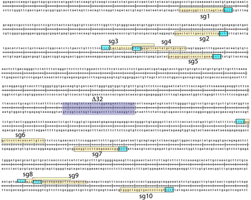 Figure 1. Target sequences for gRNAs within the human CCR5 gene. Schematic of the locations of the target sequences for gRNAs (20 base protospacer sequence; yellow highlighting) and PAM sequences (light blue highlighting) relative to the location of the region that would be deleted in the Δ32 mutation (purple highlighting), within a 1,000 base pair segment of exon 2 of the human CCR5 gene located on chromosome 3.