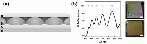 Figure 1. (A) Structure of an etalon device with (a, c) two Au-films ‘sandwiching’ a monolithic layer of (b) pNIPAm-based microgel particles on a (d) glass substrate. (B) Characteristic multipeak spectra for etalons assembled with pNIPAm-co-AAc microgels and the visually observable color of the etalons in the (f) hydrated and (k) dry state. Reprinted with permission from ref [Citation23]. Wiley, 2011.
