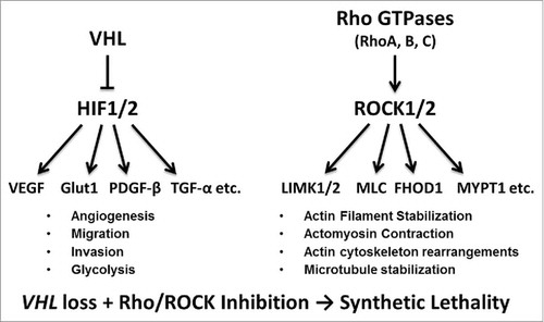Figure 1. Overview of VHL/HIF and Rho/ROCK signaling pathways. VHL, left, is a part of an E3 ubiquitin ligase complex that targets HIF-1α and HIF-2α for degradation. The loss of VHL stabilizes HIFs, leading to elevated expression of a multitude of HIF-target genes, involved in angiogenesis, migration, invasion, glycolysis, etc. ROCK signaling, right, is dependent on activation by RhoGTPases that bind to ROCK1 and ROCK2. ROCK family kinases are major regulators of actin organization within the cell controlling actin filament stabilization, actomyosin contraction, actin cytoskeleton rearrangements, microtubule stabilization, etc. The combination of VHL loss leading to HIF overactivation and Rho/ROCK pathway inhibition triggers synthetic lethality.
