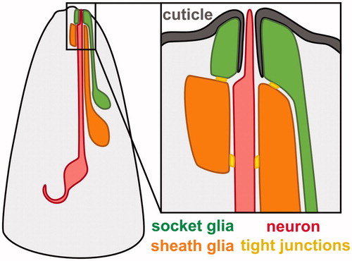 Figure 1. Schematic of a C. elegans sense organ in thehead. A typical C. elegans sense organ contains one or more sensory neurons (red) and two glial cells, called the sheath (orange) and socket (green). Most sensory neurons extend a ciliated dendritic ending through a tube-shaped pore formed by the sheath and socket glia. The socket glia secretes cuticle (gray) that forms an open pore through which chemosensory dendrite endings protrude, as shown, or a closed sheet into which mechanosensory dendrite endings are embedded (not shown). Tight junctions (yellow) are present between the neuron and sheath glia, the sheath and socket glia, and the socket glia and skin. See online version for color figure.