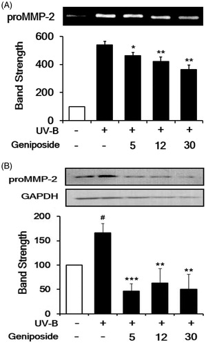 Figure 4. Attenuating effect of geniposide on the elevation of promatrix metalloproteinase-2 (proMMP-2) activity (A) and protein (B) levels in human dermal fibroblasts under UV-B irradiation. Fibroblasts were subjected to the varying concentrations (0, 5, 12 or 30 μM) of geniposide for 30 min before the irradiation. (A) The proMMP-2 gelatinolytic activity in conditioned medium was detected using gelatin zymography. (B) The proMMP-2 proteins in cellular lysates were determined using western blotting analysis with anti-MMP-2 antibodies. GAPDH was used as an internal loading control. A representative of the three independent results was shown. The band strength, represented as % of the non-irradiated control, was determined by densitometry using the ImageJ (version 1.48) software which is downloaded from the NIH website. (B) It was normalized to the corresponding GAPDH band. #p < 0.05 versus the non-irradiated control. (UV-B irradiation alone). *p < 0.05; **p < 0.01; ***p < 0.001.