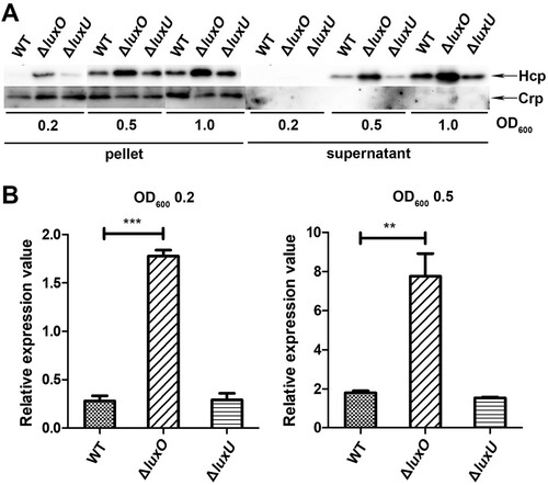 Figure 2. LuxO inhibits VflT6SS2 function at low cell density. (A) Hcp expression and secretion in V. ﬂuvialis 85003 WT, ΔluxU and ΔluxO mutants under different cell growth densities. Strains were incubated at 30°C in LB medium to OD600 of 0.2, 0.5, or 1.0. Then, Western blot analysis was performed with 7 μg of total protein extract from cell pellets or supernatants. The arrows indicate the immunoblot bands of the Hcp and Crp proteins. (B) Determination of the mRNA level of hcp (tssD2) in V. fluvialis WT, ΔluxO, and ΔluxU mutants. The strains were grown to OD600 0.2 or 0.5, and then the total RNA was extracted from the culture and the hcp (tssD2) mRNA abundance was determined by qRT-PCR. The data represent three biological repetitions. Statistical significance was determined by unpaired two-tailed Student’s t test. ***P = 0.0005; **P = 0.0066.