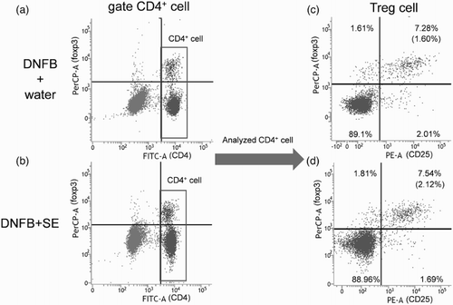 Figure 6. Representative cytograms of Treg cell in DNFB-challenged mice. CD4-gated cell (a),(b) was analyzed. (c) DNFB + water, (d) DNFB + SE. Percentages on upper light section of (c) and (d) cytograms indicate frequency of Treg per CD4+ cell. Percentages of Tregs per dLN are calculated and shown in parentheses.