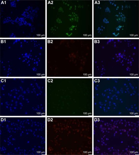 Figure 7 Fluorescence images of ERα and EpoR expressed on (A1–B3) MCF-7 and (C1–D3) MDA-MB-231 cells. Column 1: 4′,6-diamidino-2-phenylindole stain (blue); column 2: ERα (green) or EpoR (red); and column 3: merged image. (A3) ERα appears within and around the blue nucleus of the MCF-7 cells. Some MCF-7 cells show higher intensity of ERα in the nuclei than the cytoplasm. (C2 and C3) ERα is minimally present in the MDA-MB-231 cells. (B3 and D3) EpoR is present in both the MCF-7 and MDA-MB-231 cells (100× magnification).