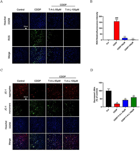 Figure 9 T-A-Ls limit the ROS increase induced by CDDP and improve mitochondrial membrane potential in vitro. (A and B) After 24 h of modeling with CDDP, ROS levels in HK-2 cells were measured using a DCFH-DA probe and confocal laser scanning microscopy. Scale bar: 50 μm; (C and D) JC-1 staining (n = 3). Scale bar: 50 μm. Data are shown as means ± SD. Compared with control, ##p < 0.01, ###p < 0.001; compared with CDDP, **p < 0.01, ***p < 0.001.