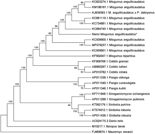 Figure 1. Phylogenetic relationship of Nansi M. anguillicaudatus stock with other loach as inferred by entire mitogenome. *The Nansi loach (accession number: MK093946) in the position of the evolutionary tree. Trees were reconstructed using MEGA 7 program (Kumar, Tamura, Nei) with neighbor-joining method. Numbers above branches are bootstrap values by 1000 replicates. The phylogenetic tree showed that Nansi loach to be one of Misgurnus, and the other loaches had their own branches.