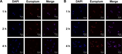 Figure 3 In vitro cellular uptake of (A) pemetrexed and (B) liposomal pemetrexed in MCF-7+ABCC5 breast cancer cells examined using a confocal microscope. Nuclei were stained with DAPI (blue). Pemetrexed was labeled with europium (red). Scale bars represent 50 μm.Abbreviation: DAPI, 4′,6-diamidino-2-phenylindole dihydrochloride.