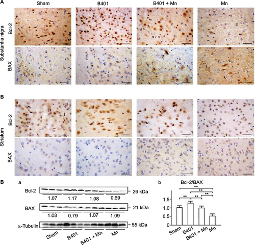 Figure 8 The ratio of antiapoptosis-related Bcl-2/BAX was increased significantly in the brain tissues of Mn-treated mice under oral B401 treatment.