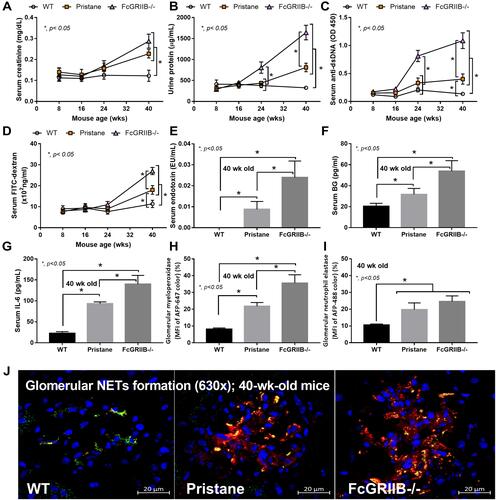 Figure 1 Time-course of mouse characteristics in wild-type (WT), Pristane and FcGRIIB-/- groups as determined by lupus characteristics (serum creatinine, urine protein and anti-dsDNA) (A–C) and gut permeability defect (FITC-dextran assay) (D) are demonstrated (n = 5–7/time-point). Additionally, the parameters of mice at 40 wks old, including gut translocation of serum lipopolysaccharide (endotoxemia) and serum (1→3)-β-D-glucan (BG) (E and F), systemic inflammation (serum IL-6) (G) and neutrophil extracellular traps (NETs) in glomeruli using immunofluorescent staining of myeloperoxidase (MPO) (red color of Alexa Fluor 647) and neutrophil elastase (NE) (green color of Alexa Fluor 488) as indicated by the percentage of mean fluorescent intensity (MFI) (H and I) and the representative pictures (J) are demonstrated (n = 7–9/groups for E-I). *p < 0.05.