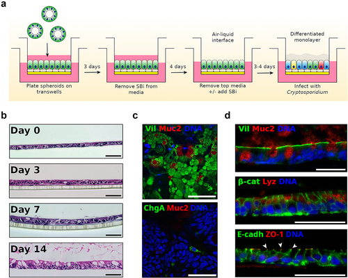Figure 1. Human ALI system promoted development of a highly complex epithelial tissue composed of differentiated cell types. (a) Human air-liquid interface (hALI) was generated by seeding intestinal stem cells on a confluent layer of irradiated human intestinal myofibroblasts platted on matrigel-coated transwells. Cells were cultured in 50% conditioned media (CM) complemented with Y-27632 (10 μM) and an inhibitor of the TGF-β pathway SB431542 (SBi, 10 μM). After 72 hr of growth, SB431542 was removed from the growth media. Seven days after seeding, medium from the top chamber was removed to generate ALI cultures, and SB431542 added back to culture medium when the purpose of the culture was parasite growth. Cells were used for infection 3 to 4 days after top medium removal. (b) Hematoxylin-eosin staining of sections of hALI showing the thickening and differentiation of the monolayer over time after removal of medium in the top chamber. Enterocytes became more columnar and goblet cells more abundant and mucus-producing over time. (c, d) immunostaining of flat mounted (c) or transversal sections (d) 14 days after top medium removal revealed an uniform brush-border stained by anti-villin antibodies, disrupted by goblet cells secreting mucus stained with anti-Muc2 antibodies, and the presence of both enteroendocrine cells (anti-chromogranin a antibodies) and paneth cells (anti-lysozyme antibodies). Β-catenin antibodies delineate cells, similar to E-cadherin (adehrens junctions). ZO-1 (tight junctions) is expressed at the apical end of cellular junctions, on the lumen side (arrowheads). Scale bars = 50 μm.