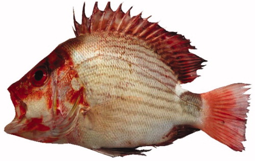 Figure 3. L. erythropterus.