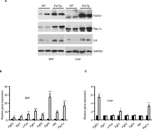 Figure S4 Analysis of FGF21-associated markers in BAT and liver tissues from 6-weeks-old male WT and Fst-Tg mice. (A) Western blot analysis of FGF21, PGC-1α, and IL-6 proteins. (B to C) Quantitative gene expression analysis of FGF21, its receptors (Fgfr1-3), and beta-klotho (Klb) in BAT and liver tissues from WT and Fst-Tg mice. Data are expressed as mean ± SD. *P≤0.05; **P≤0.01; ***P≤0.001 (n=3).