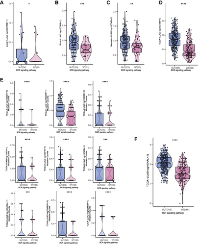 Figure 4 Comparison of TMB between the MUT and WT groups in the (A) Local-LUAD cohort, (B) Rizvi-LUAD cohort, (C) Samstein-LUAD cohort, and (D) TCGA-LUAD cohort. (E) Comparison of DDR related signaling pathways alterations between the MUT and WT groups in the TCGA-LUAD cohort. (F) Comparison of NAL between the MUT and WT groups in the TCGA-LUAD cohort. MUT, B cell receptor signaling pathway mutant type; WT, B cell receptor signaling pathway wild type; (*p<0.05; **p<0.01; ***p<0.001; and ****p<0.0001).